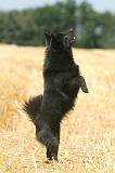 SCHIPPERKE 059